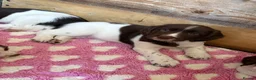 English Springer Spaniel dogs for sale: Gorgeous Springer Spaniel Pups - Advert 4