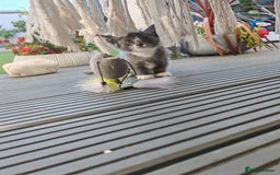 Mixed Breed cats for sale: 6 lovely brothers looking for new home - Image 4