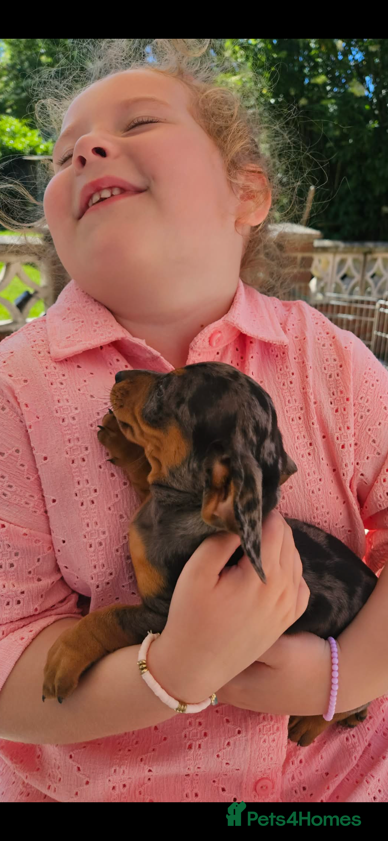 Miniature Dachshund dogs 2 K/C reg Mini Dachshund Boys For Sale - Advert 2