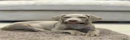 Weimaraner dogs for sale: 🐾✨STUNNING WEIMARANER PUPPIES ✨🐾 - Advert 11