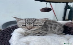 Bengal cats for sale: 3 Pure Bengals left  - Image 20