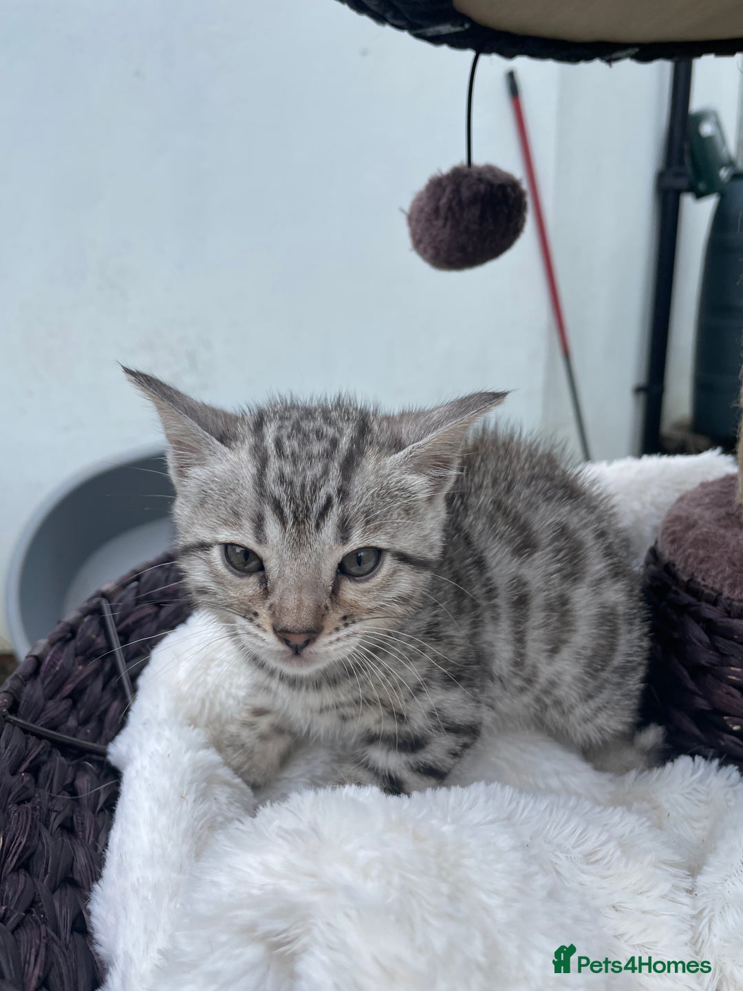 Bengal cats for sale: 3 Pure Bengals left  - Image 20