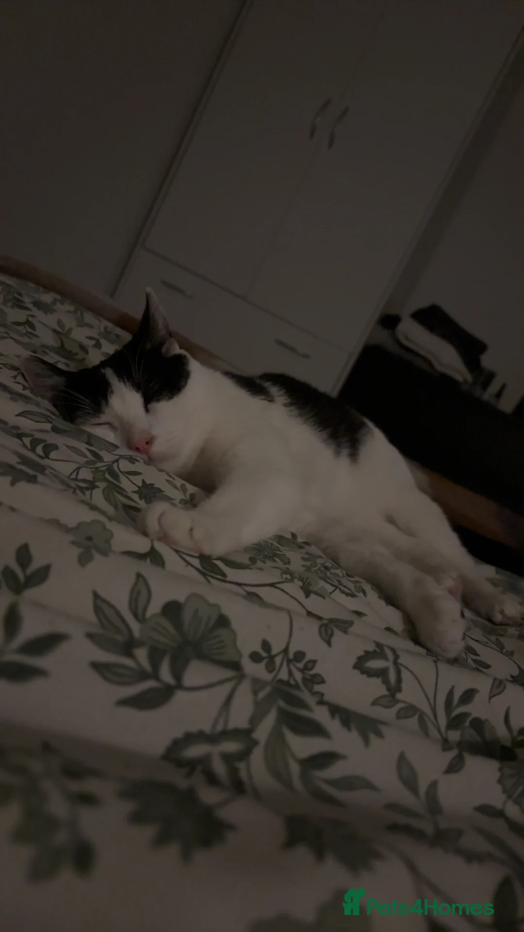 Mixed Breed cats for sale: Eclipse - Advert 8