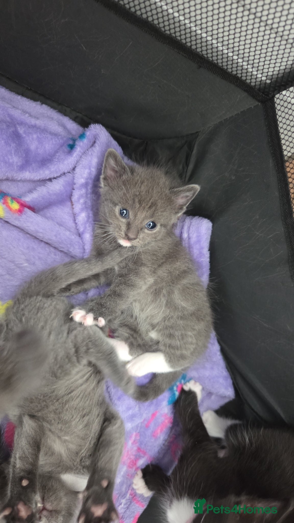 Mixed Breed cats for sale: 4 grey kittens for sale - Advert 7