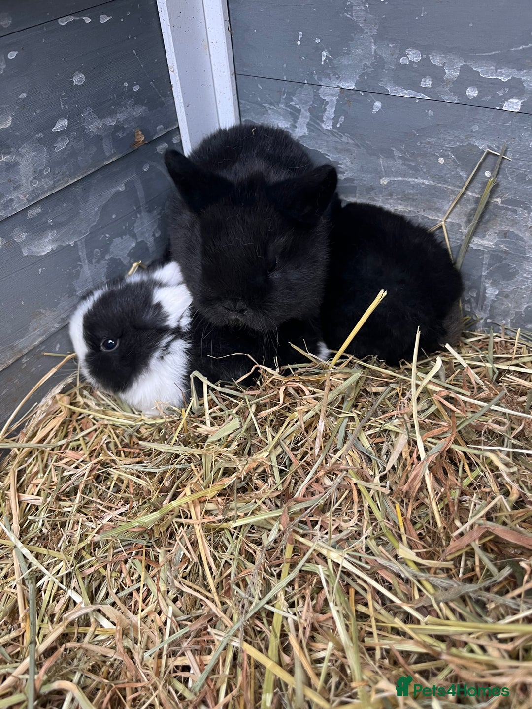 Mixed Breed rabbits for sale: 8 week old rabbits  - Advert 3