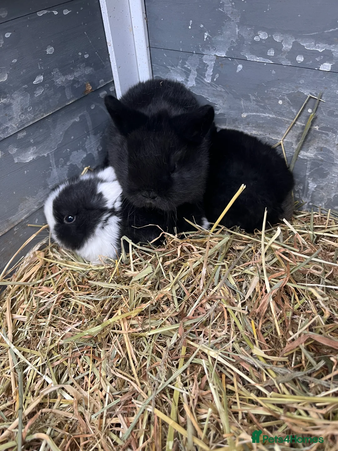 Mixed Breed rabbits for sale: 10 week old rabbits  - Advert 3