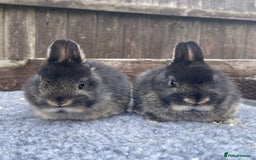 Netherland Dwarf rabbits for sale: Netherland Dwarfs - Image 6