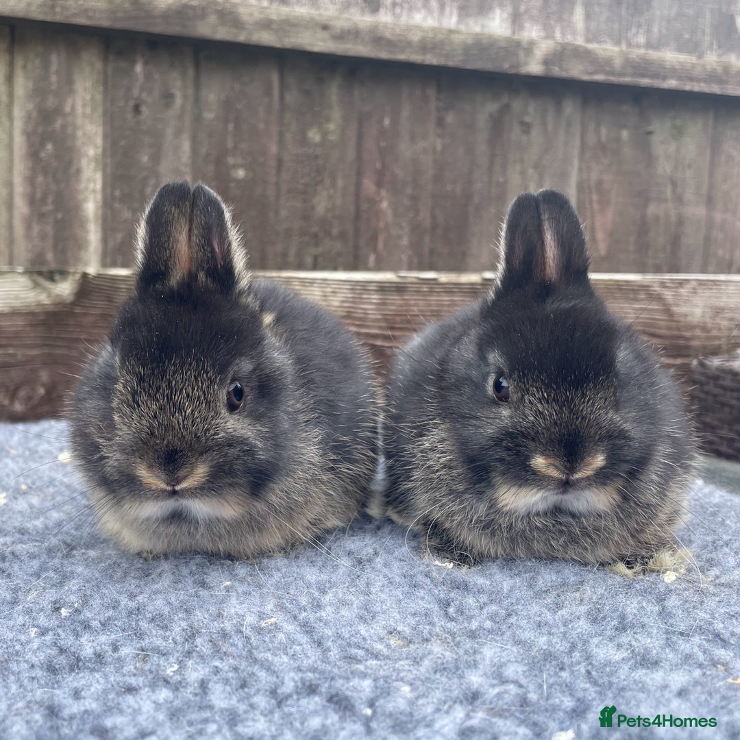 Netherland Dwarf rabbits for sale: Netherland Dwarfs - Image 6