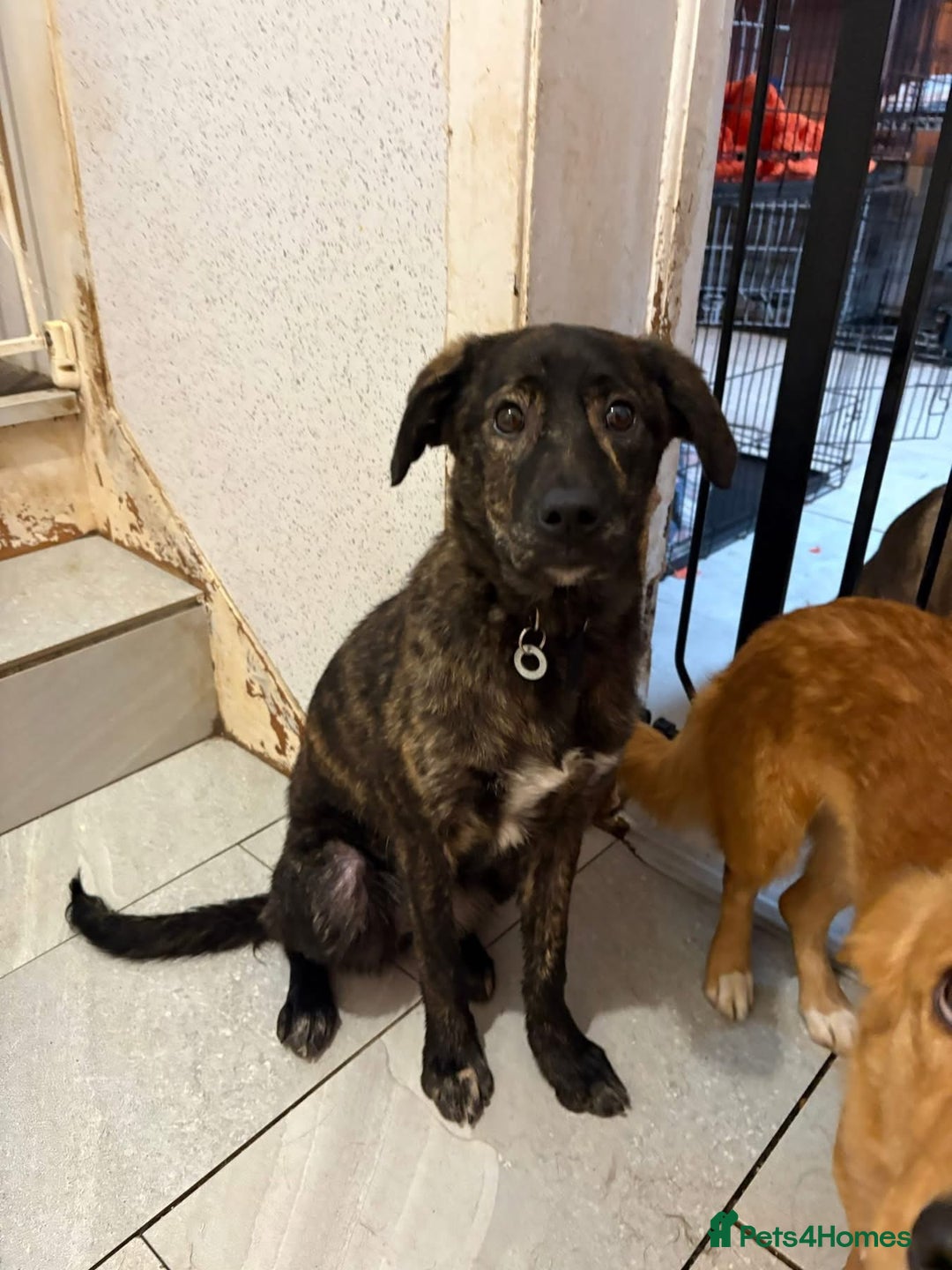 Mixed Breed dogs for adoption: Aurora - Stowmarket Suffolk  - Advert 16