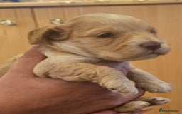 Cockapoo dogs for sale: Beautiful/healthy F1 cockapoo’s.3 girls🩷3 boys🩵 - Image 2