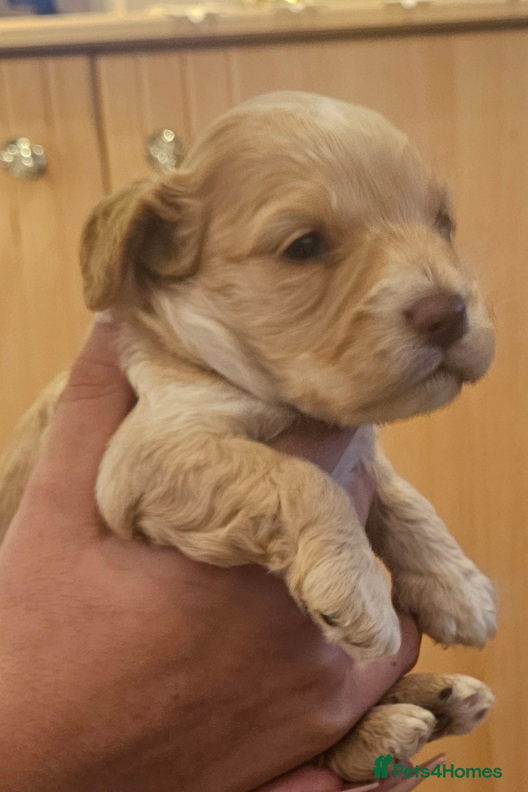 Cockapoo dogs for sale: Beautiful/healthy F1 cockapoo’s.3 girls🩷3 boys🩵 - Image 2