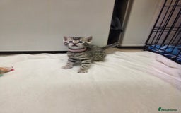 Bengal cats for sale: Beautiful 1/2 bengal kittens - Image 22