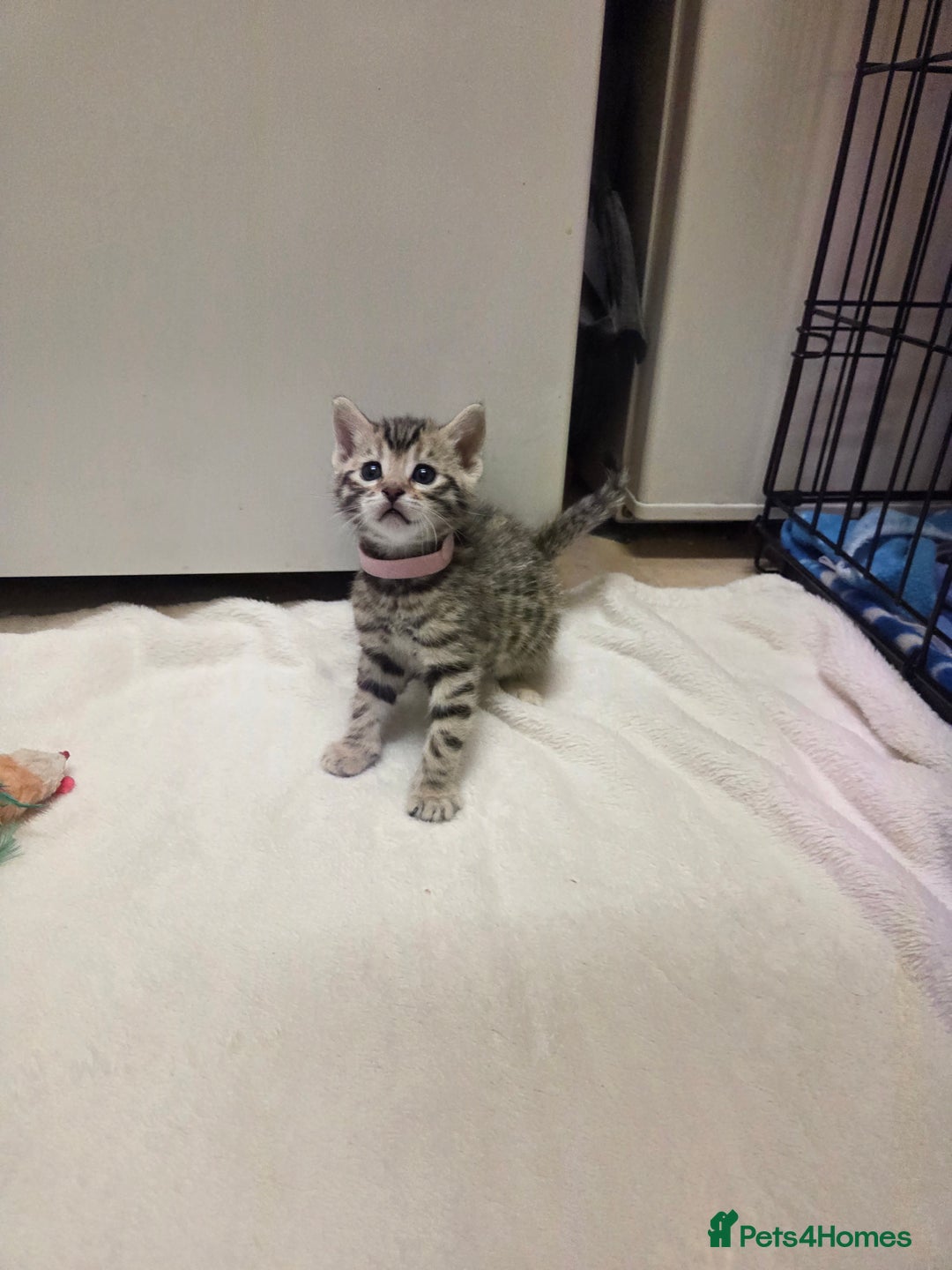 Bengal cats for sale: Beautiful 1/2 bengal kittens - Image 22