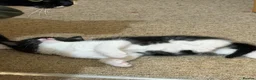 Mixed Breed cats for sale: Tuxedo kitten - Advert 4