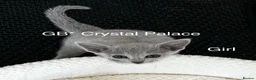Russian Blue cats for sale: Russian Blue Full Pedigree American Champion Lines - Advert 12