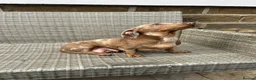 Miniature Dachshund dogs for sale: Miniature dachsunds in Bradford - Advert 2