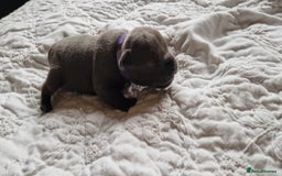 Staffordshire Bull Terrier dogs for sale: Excellent blue Staffordshire bull terrier puppies  - Image 8