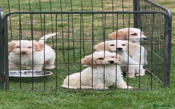 Cockapoo dogs for sale: Beautiful cockapoo pups ready now - Image 9