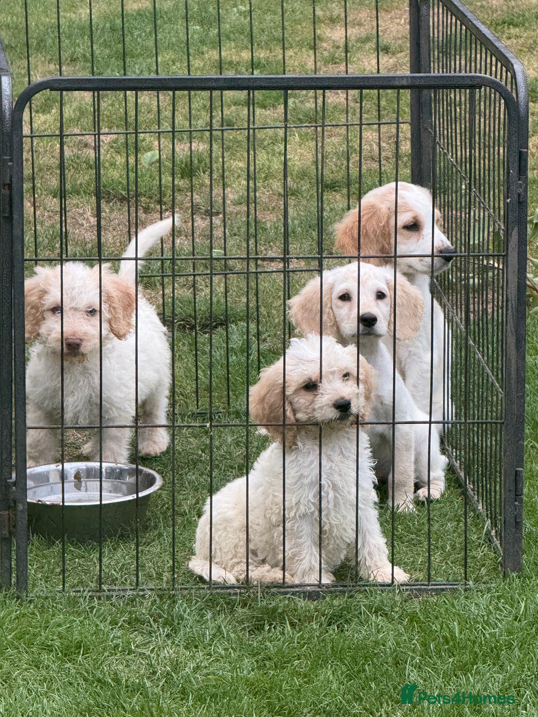 Cockapoo dogs for sale: Beautiful cockapoo pups ready now - Image 9