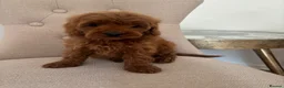 Cavapoo dogs for sale: CAVAPOO PUPPIES  in Plymouth - Advert 2