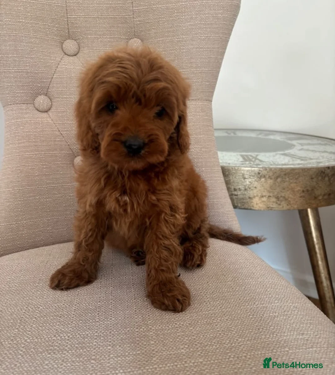 Cavapoo dogs for sale: CAVAPOO PUPPIES  in Plymouth - Advert 2
