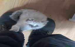 British Shorthair cats for sale: Kittens  - Image 2