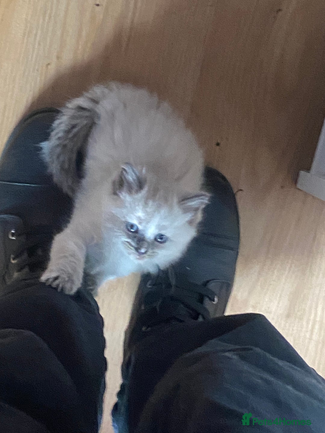 British Shorthair cats for sale: Kittens  - Image 2
