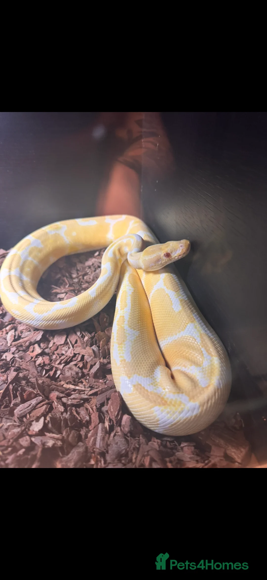 Python Snake reptiles for sale: Albino royal python with vivarium  - Advert 1