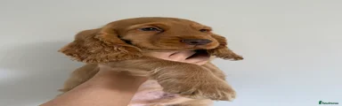 Cocker Spaniel 2