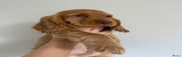 Cocker Spaniel dogs for sale:  UPDATED AD  Outstanding cocker spaniel puppies - Advert 12