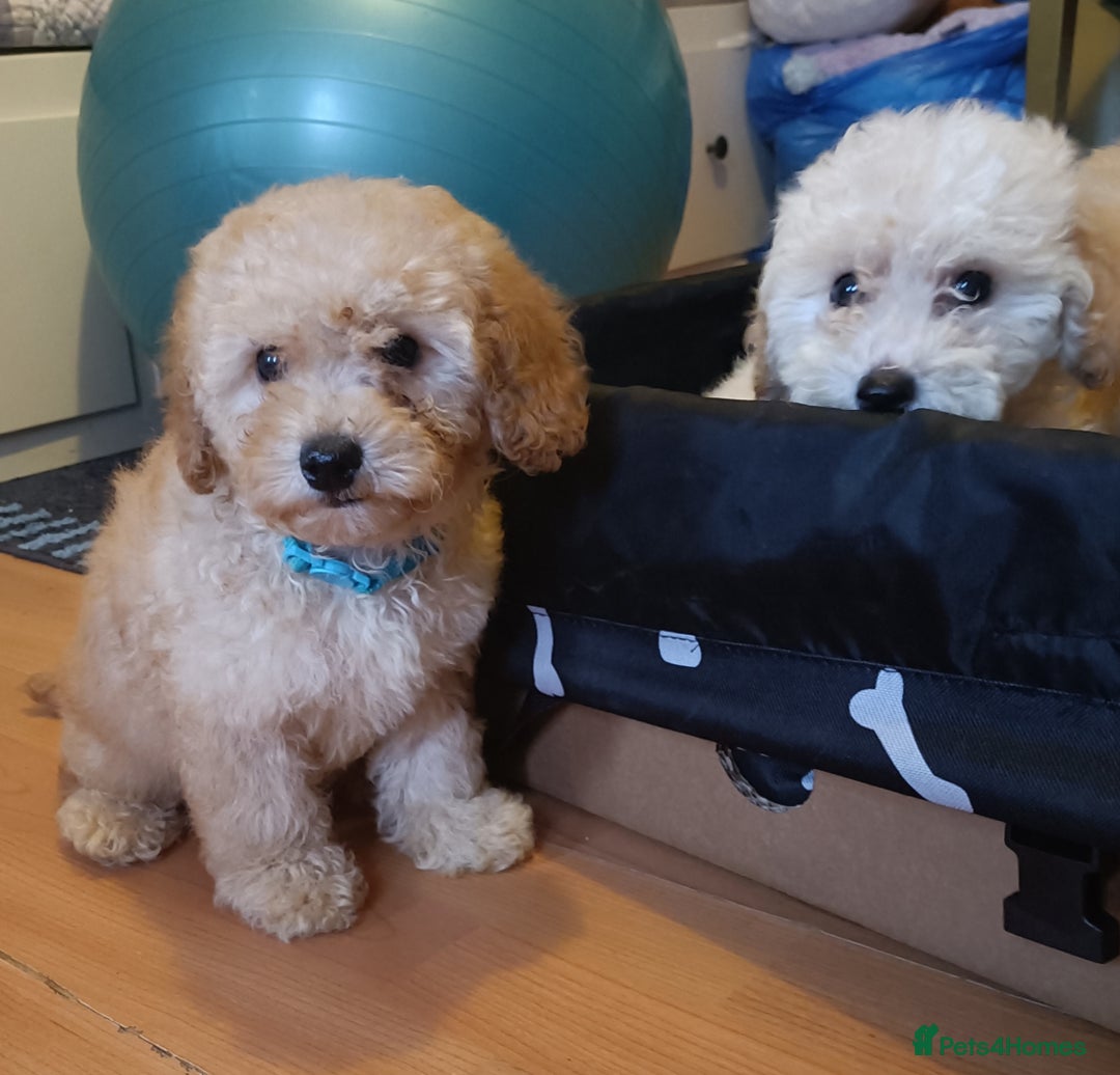 Maltipoo dogs for sale: Gorgeous apricot shade teddy bear MALTIPOO puppies - Image 4