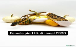 Python Snake reptiles for sale: Royal pythons for sale - Image 4
