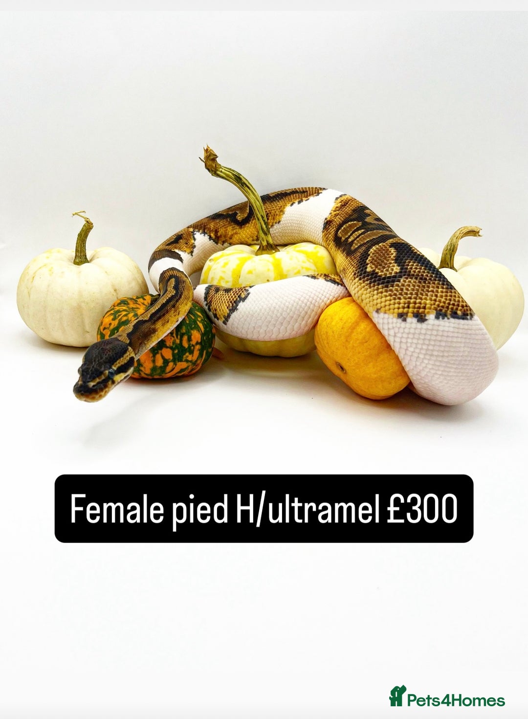 Python Snake reptiles for sale: Royal pythons for sale - Image 4