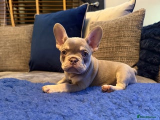French Bulldog dogs New shade Isabella & tan female READY - Advert 11