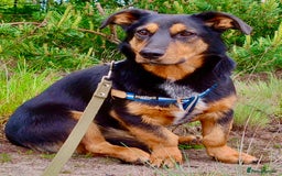 Dachshund dogs for adoption: Partos: Found Minutes Before Death - Image 2