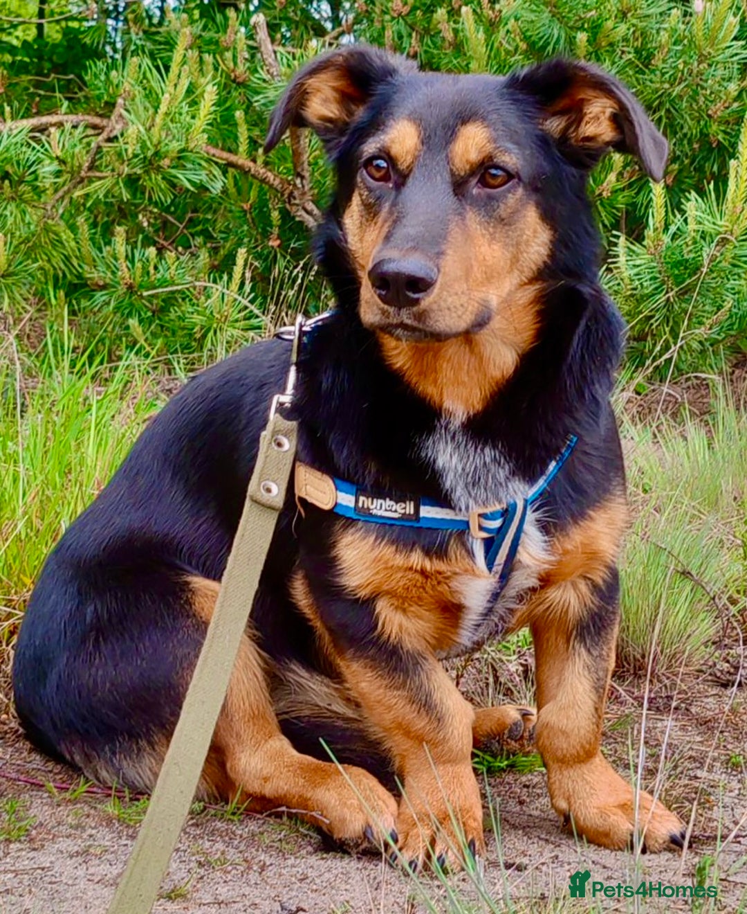 Dachshund dogs for adoption: Partos: Found Minutes Before Death - Image 2