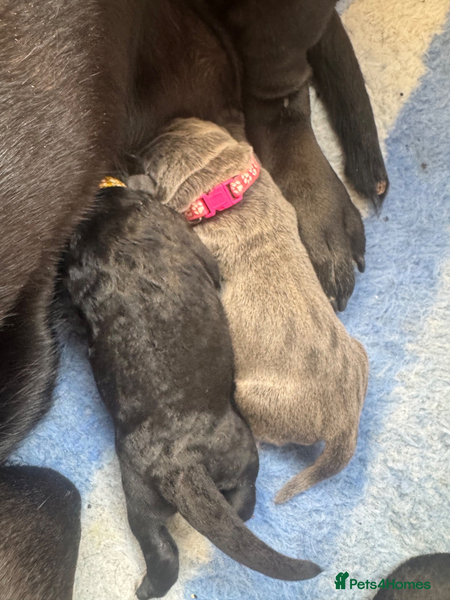 Cane Corso dogs Cane corso  - Advert 13