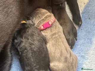 Cane Corso dogs Cane corso - Advert 13