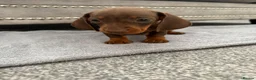 Miniature Dachshund dogs for sale: miniature dachshund - Advert 17