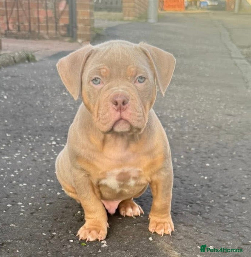 American Bully dogs  Kc registered Pocket bully pups - Advert 3
