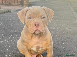 American Bully dogs Kc registered Pocket bully pups - Advert 3