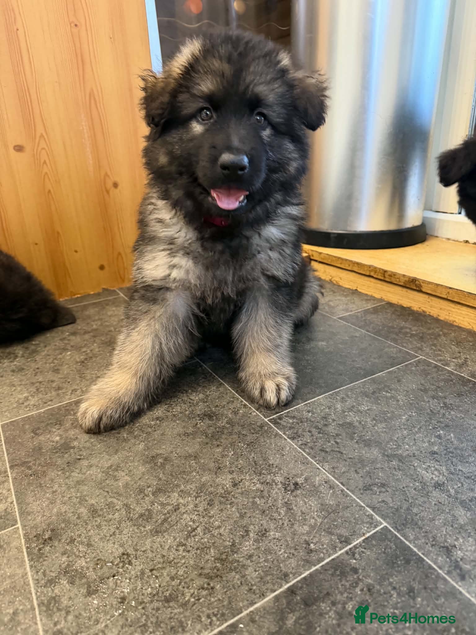 German Shepherd dogs  Pedigree German Shepherd pups straight backed - Advert 2
