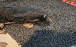 Sheprador dogs for sale: Beutiful male shepradors  - Advert 10