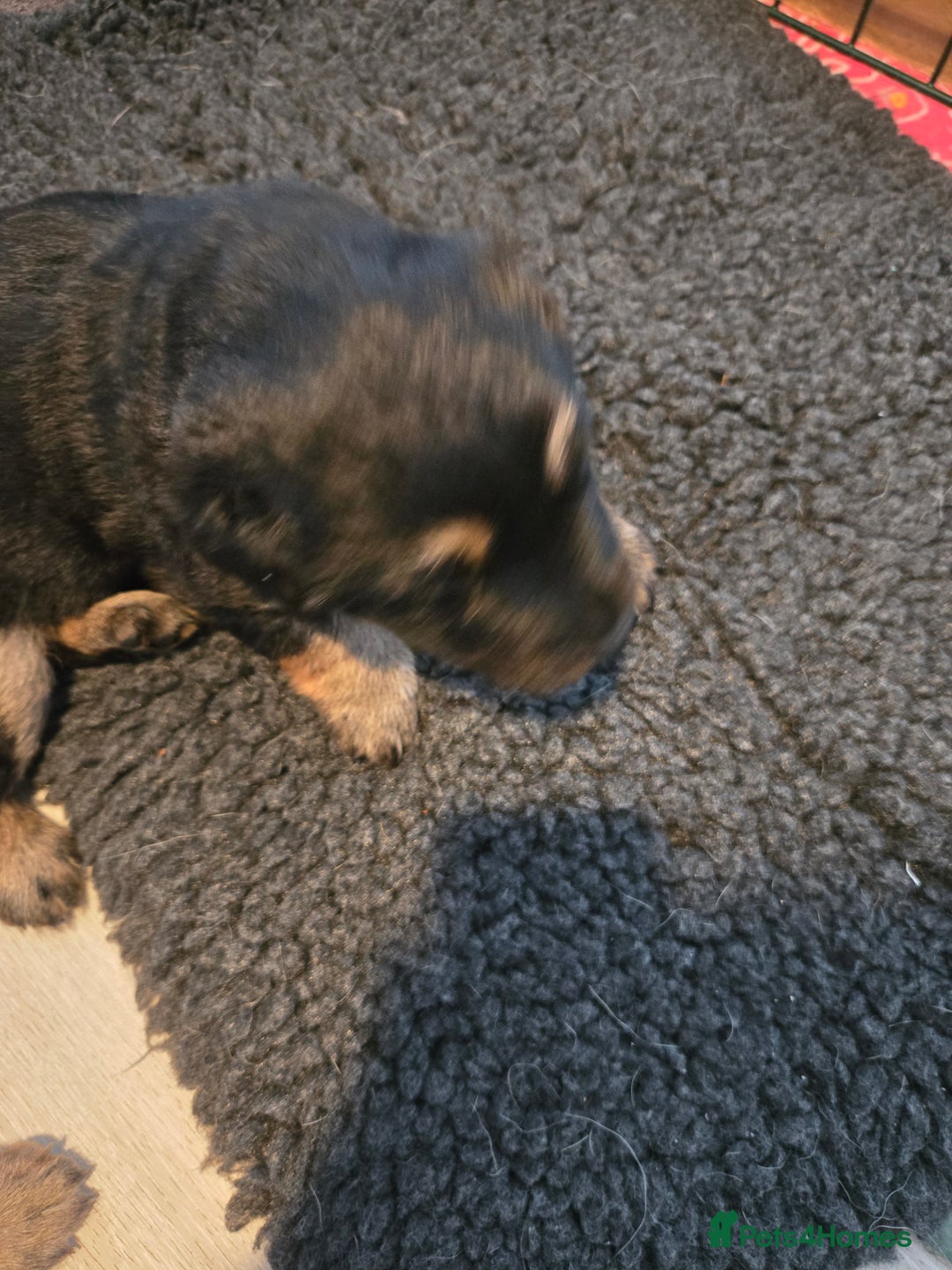 Sheprador dogs for sale: Beutiful male shepradors  - Advert 10