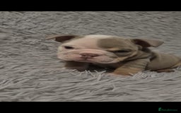 English Bulldog dogs for sale: Kc reg British bulldogs  - Image 10