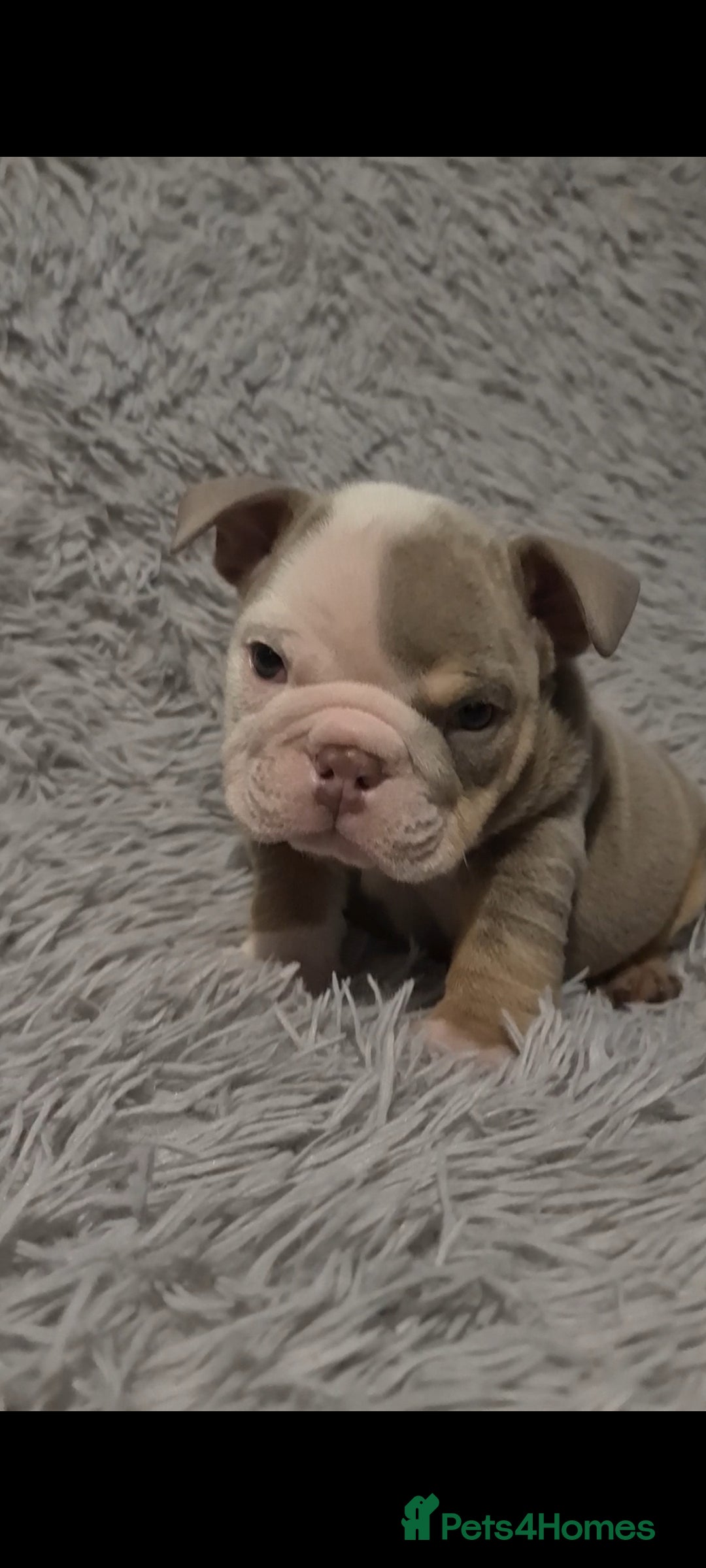English Bulldog dogs for sale: Kc reg British bulldogs  - Image 10
