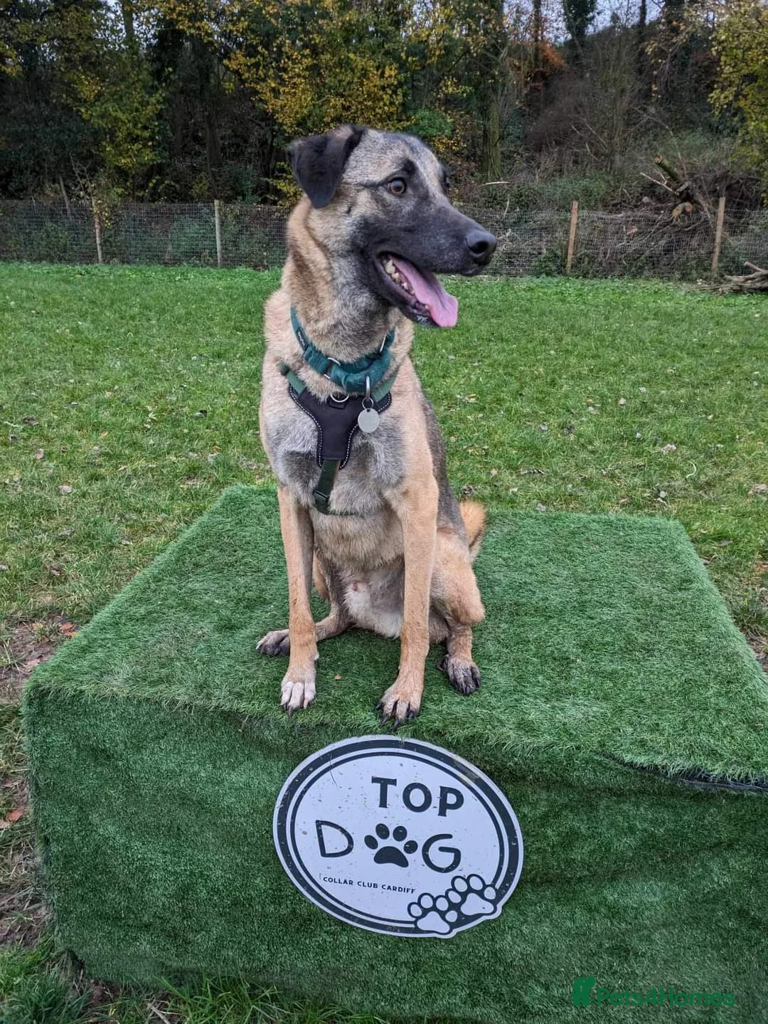 Mixed Breed dogs for adoption: Meet Pickle, currently residing in Wales in Barry - Advert 4