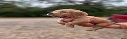 Cocker Spaniel dogs for sale: 🐾 KC Registered Working Cocker Spaniel Puppies 🐾 in Bury Saint Edmunds - Advert 8