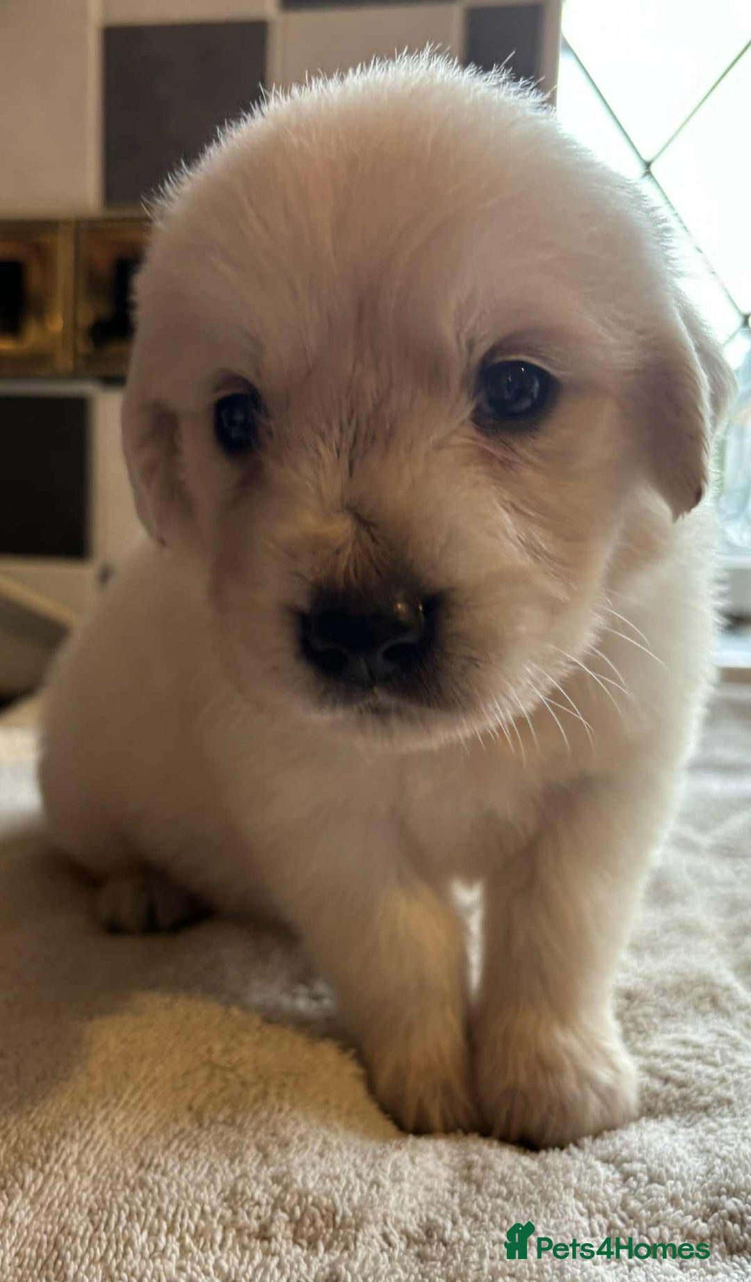 Golden Retriever dogs for sale: Stunning KC Golden Retriever puppies - Image 10