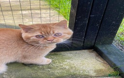 British Shorthair cats for sale: Re homing this Beautiful Boy - Image 7
